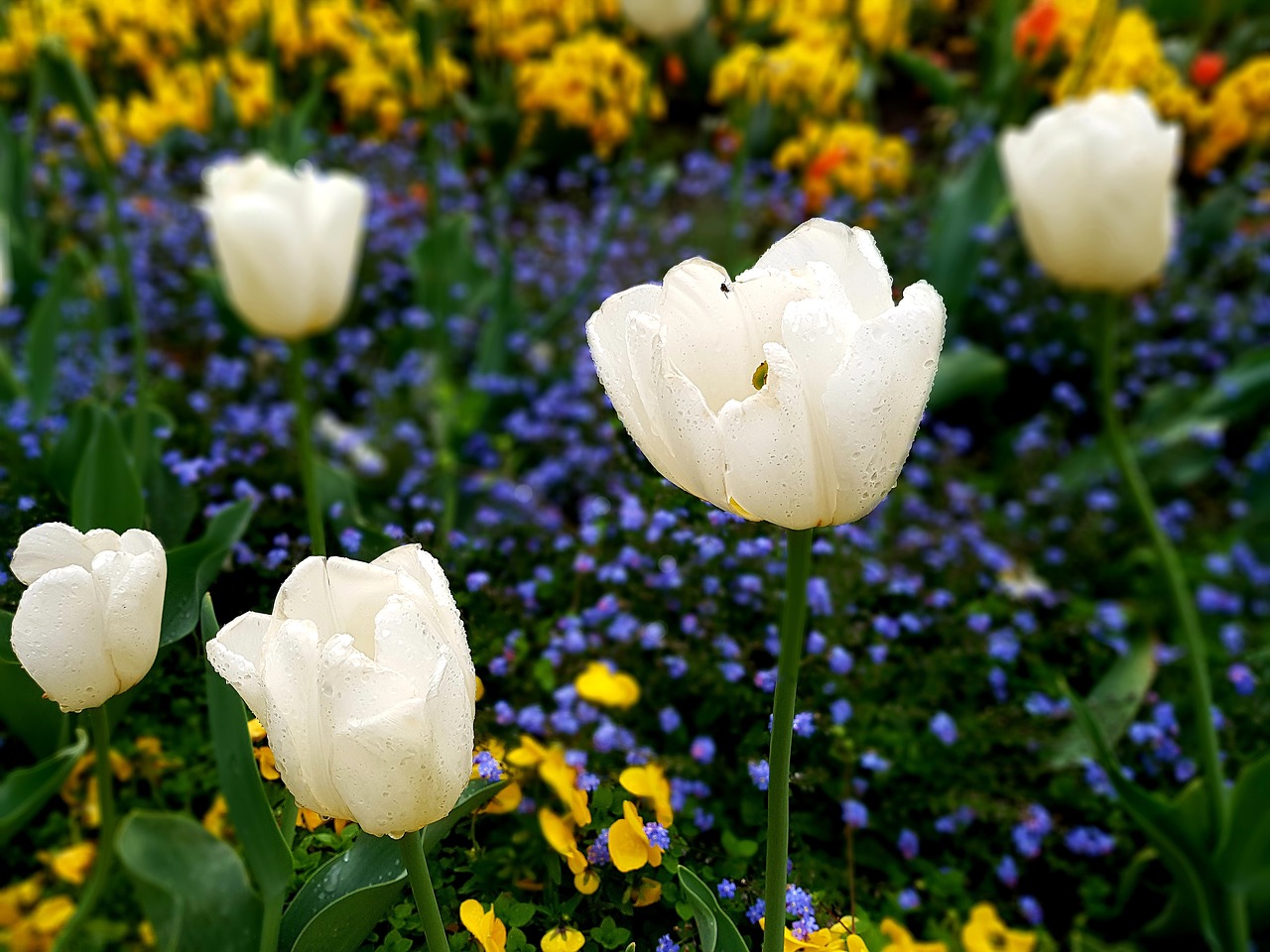 tulip  white  pansy free photo