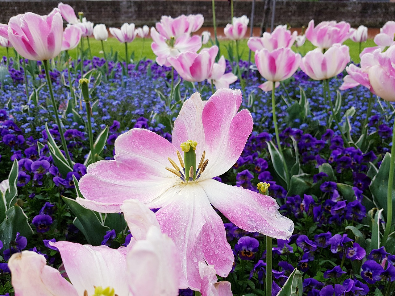 tulip  white  pink free photo
