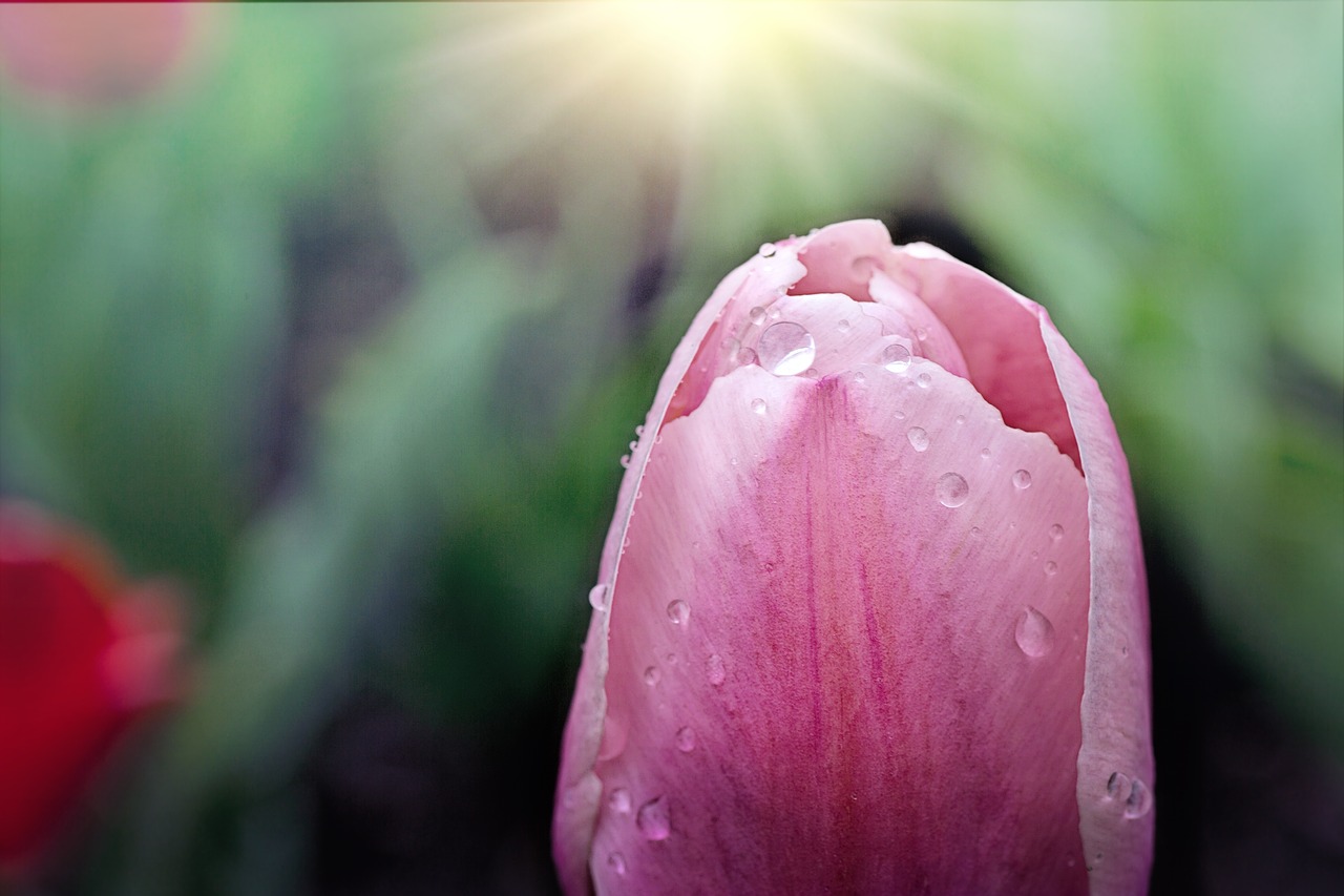 tulip  raindrop  macro free photo