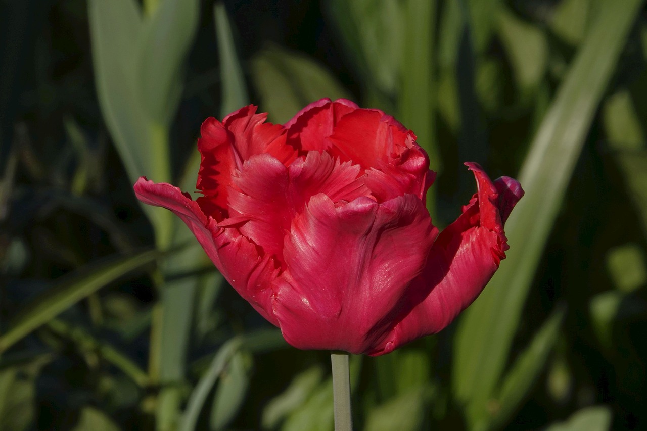 tulip  red  blossom free photo