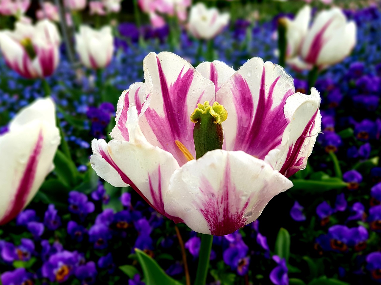 tulip  park  garden free photo