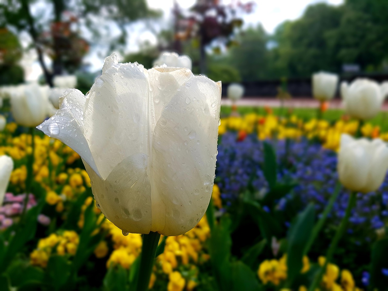 tulip  park  garden free photo