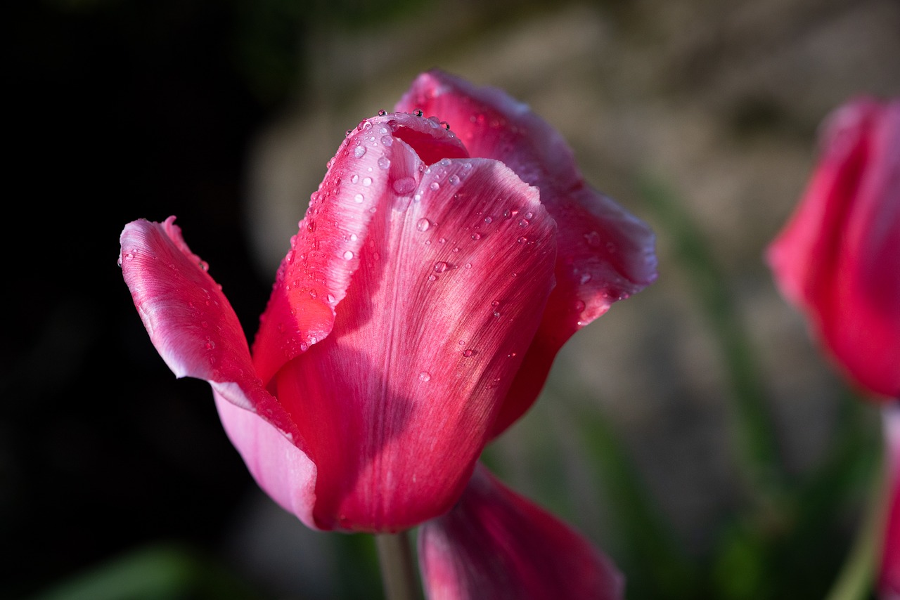 tulip  flower  red free photo