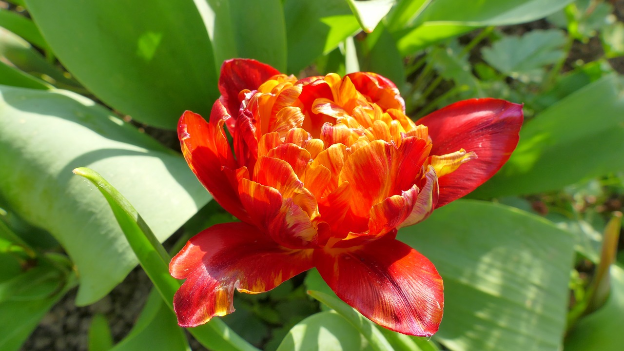 tulip  flower  spring free photo