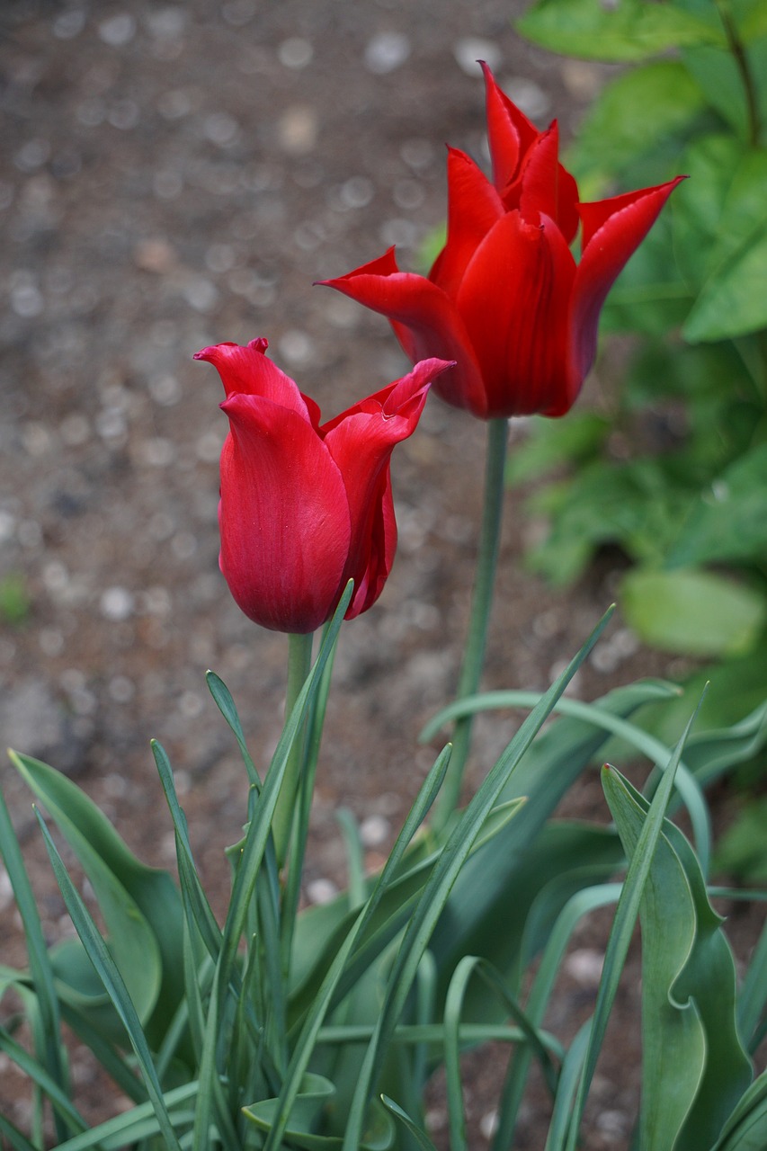 tulip  plant  tulips free photo