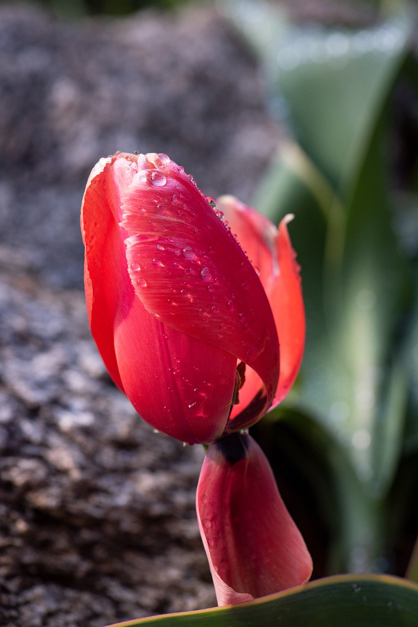 tulip  blossom  bloom free photo