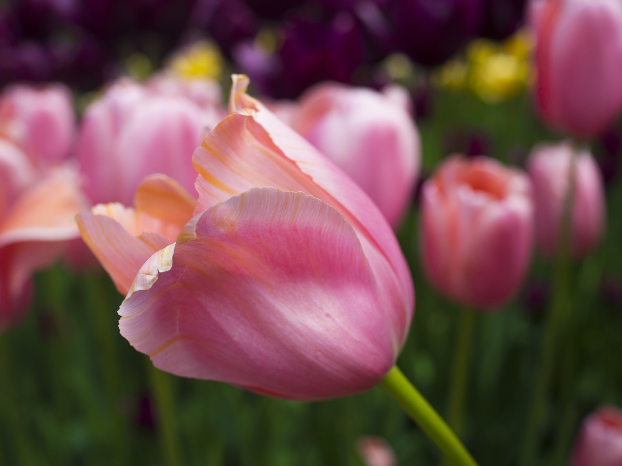 tulip  spring  nature free photo