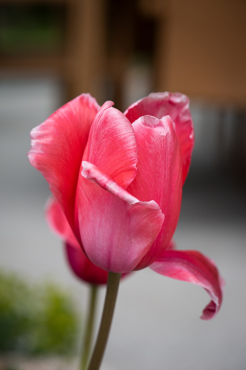 tulip  flower  blossom free photo