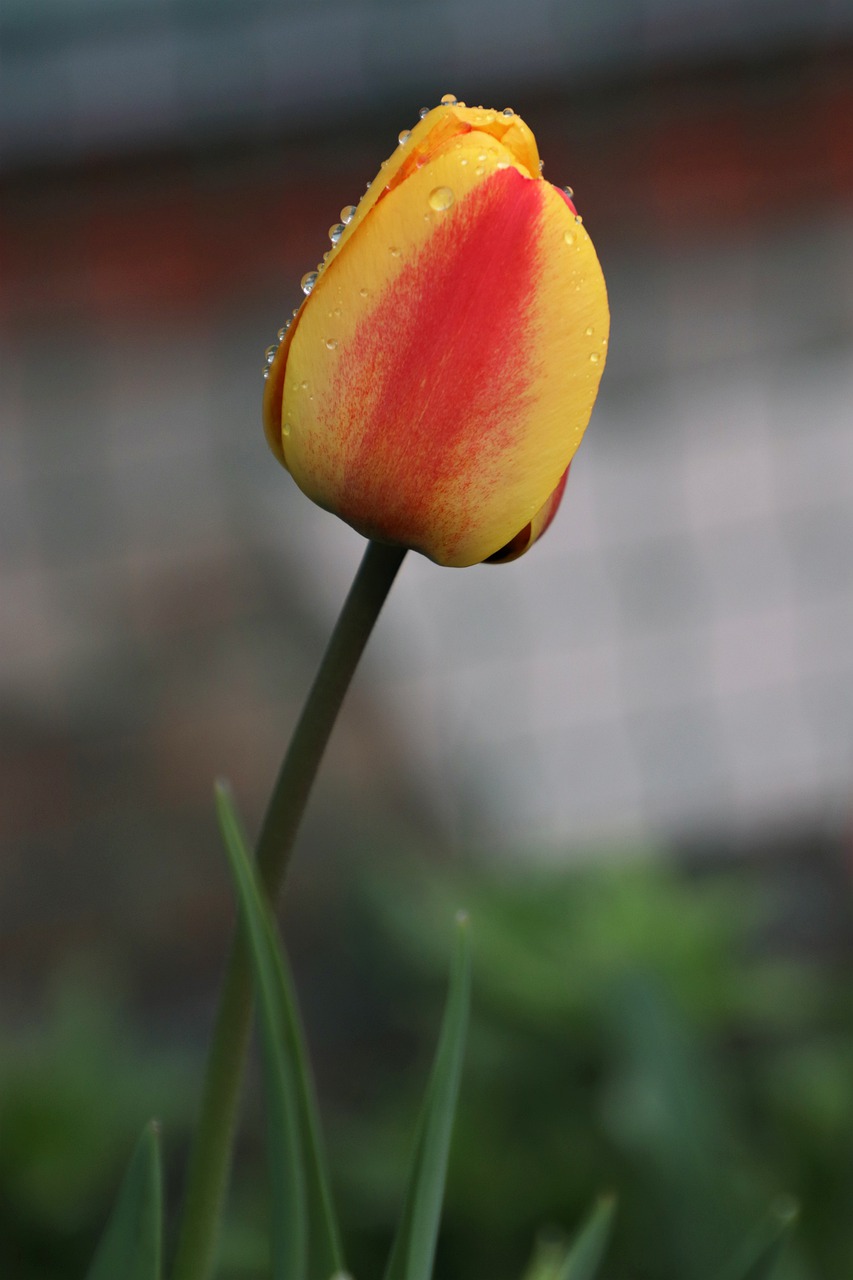 tulip  drops  flower free photo