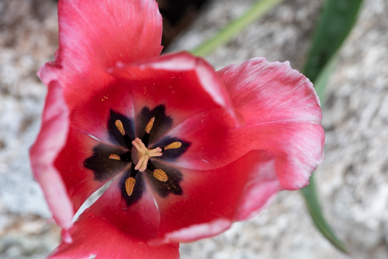 tulip  blossom  bloom free photo