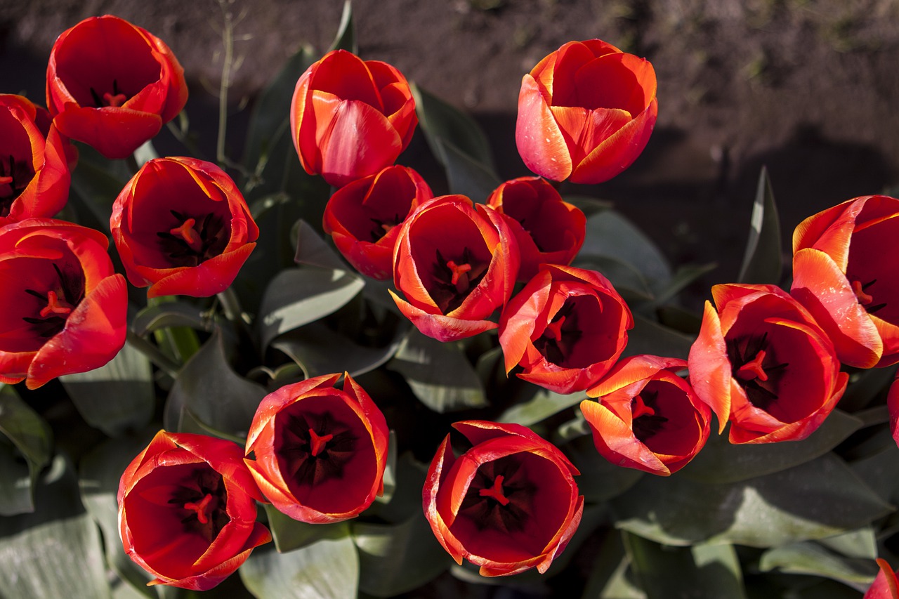 tulip  tulips  red free photo