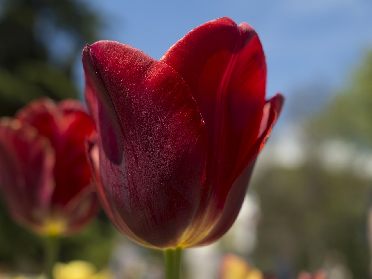 tulip  spring  garden free photo