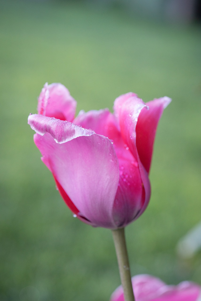 tulip  flower  blossom free photo