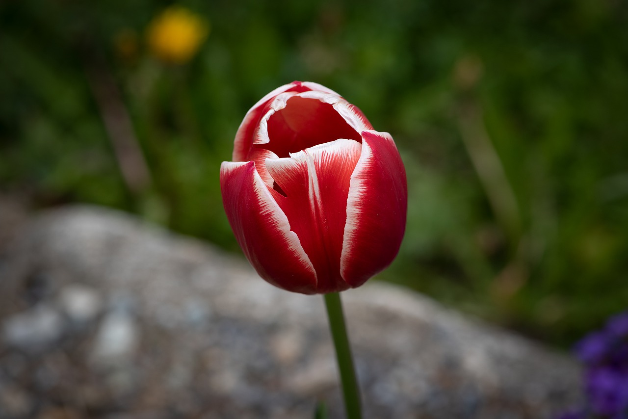 tulip  flower  blossom free photo