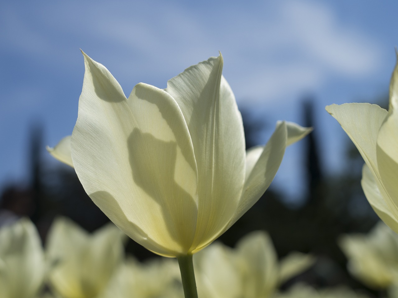 tulip  spring  nature free photo