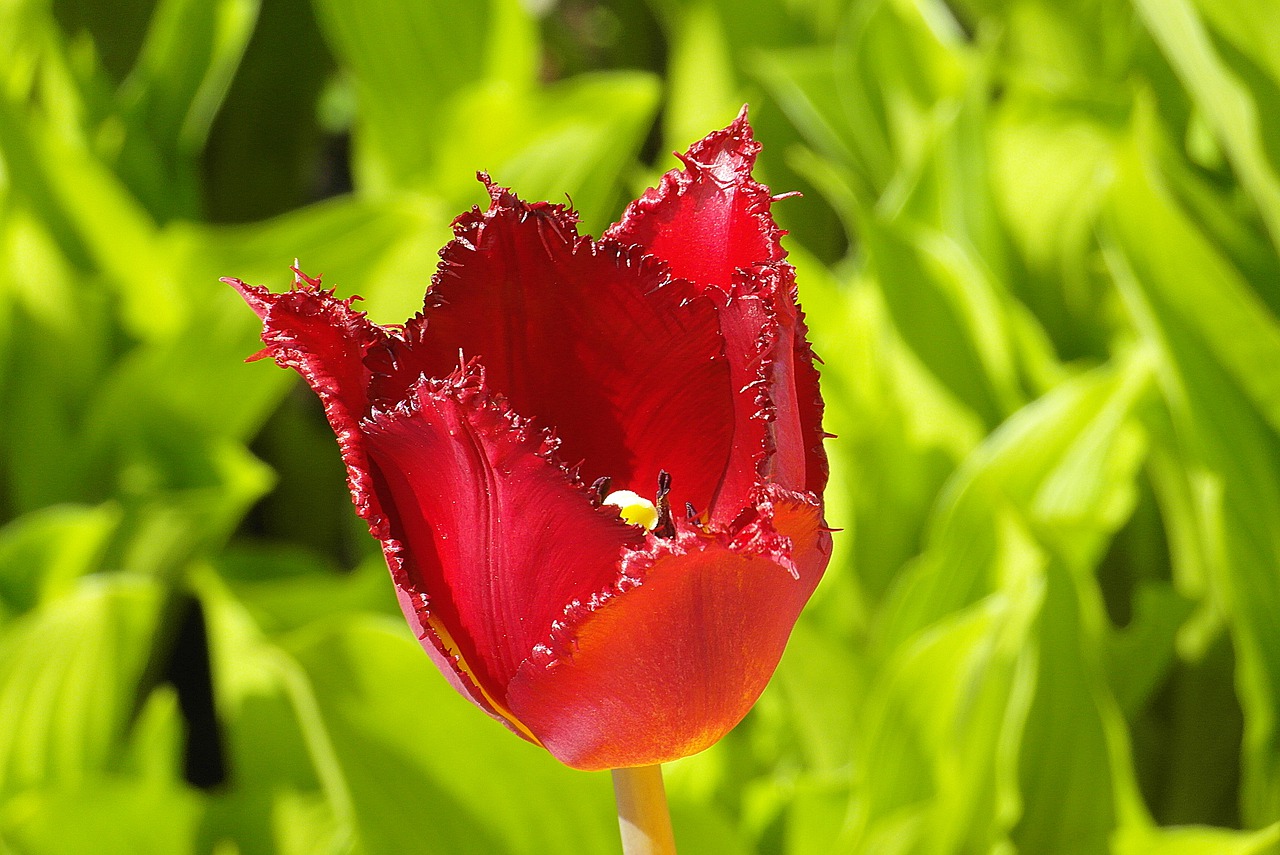 tulip  jagged  fryzowany free photo