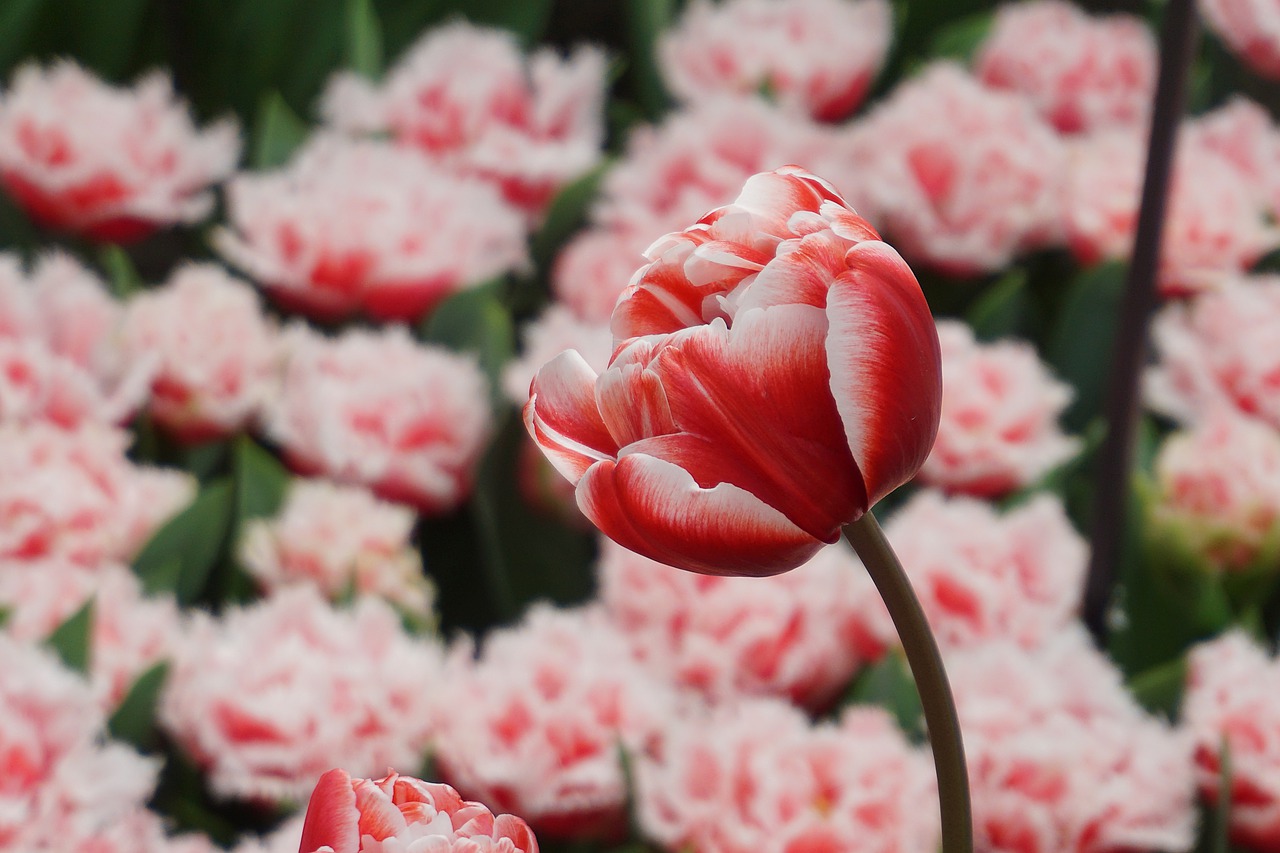 tulip  flower  spring free photo