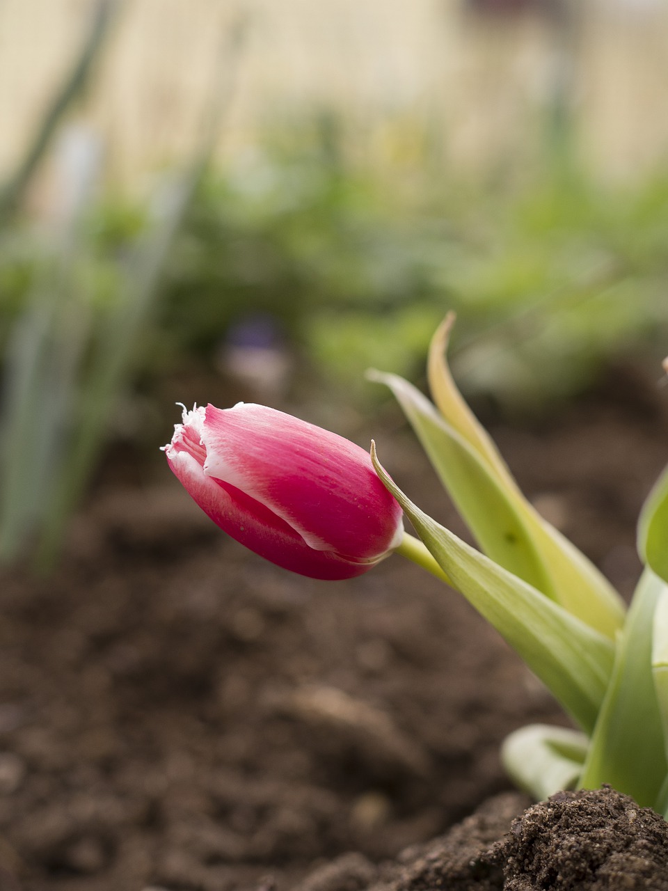 tulip  spring  tulips free photo