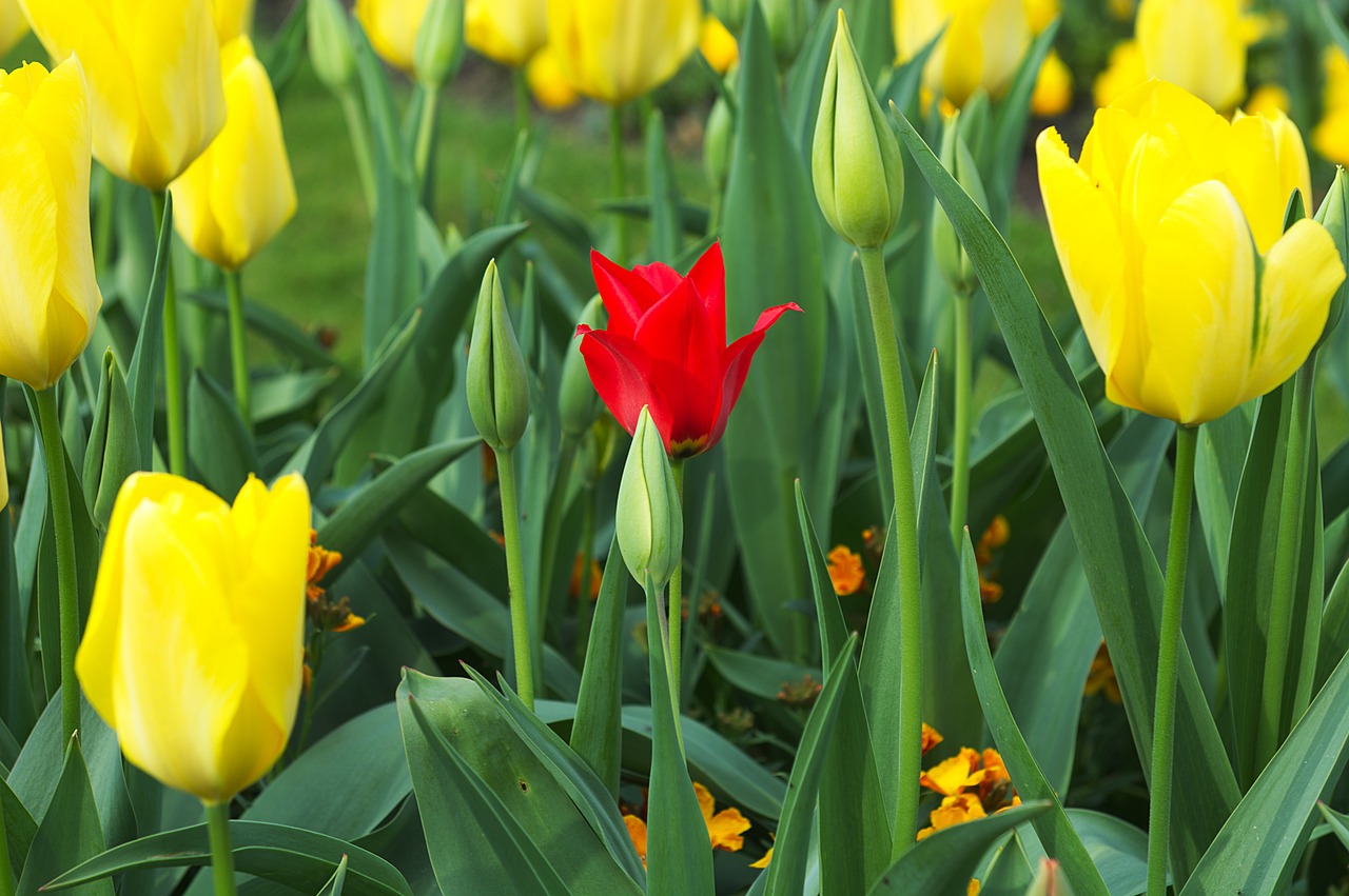 tulip  yellow  red free photo