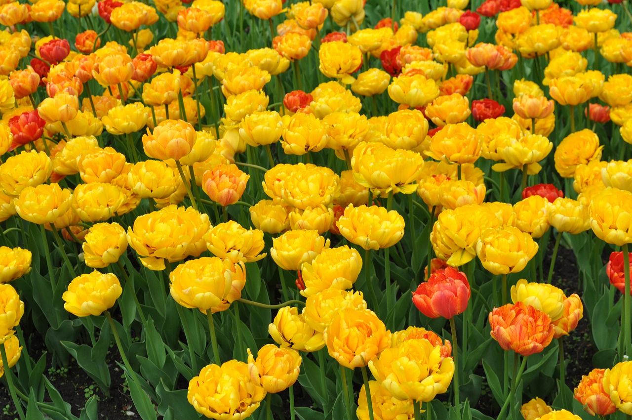 tulip  flowers  tulips free photo