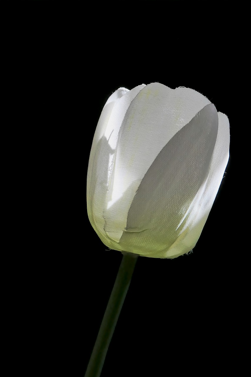 tulip  art flower  white free photo