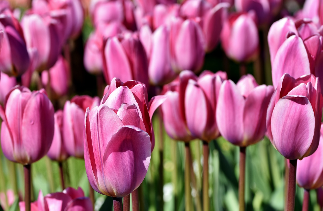 tulip  tulip field  blossom free photo