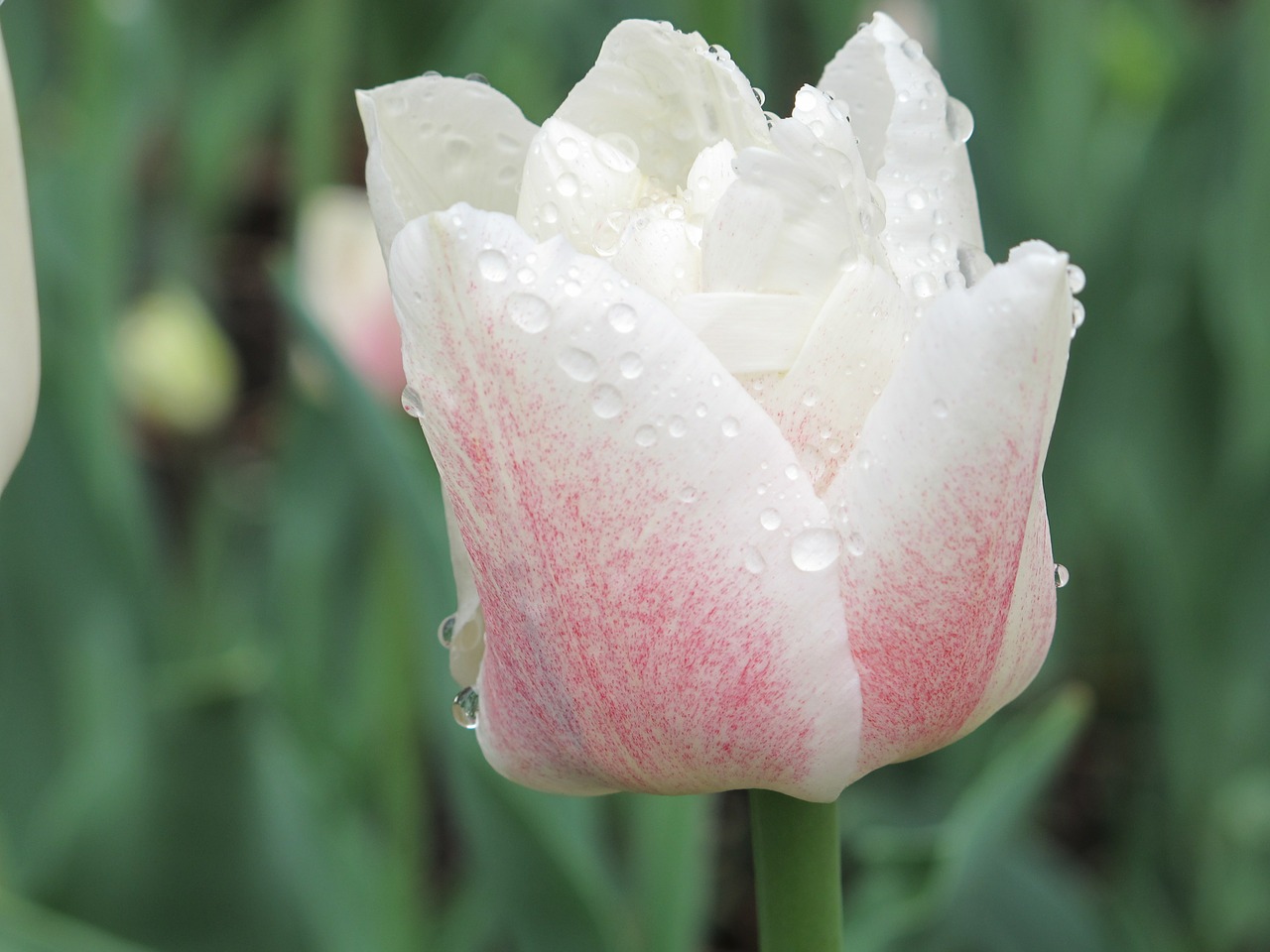 tulip white floral free photo