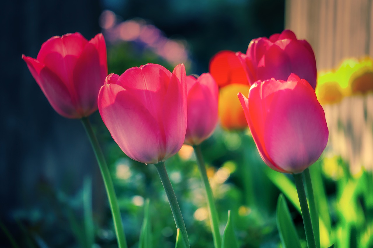 tulip  flower  bloom free photo