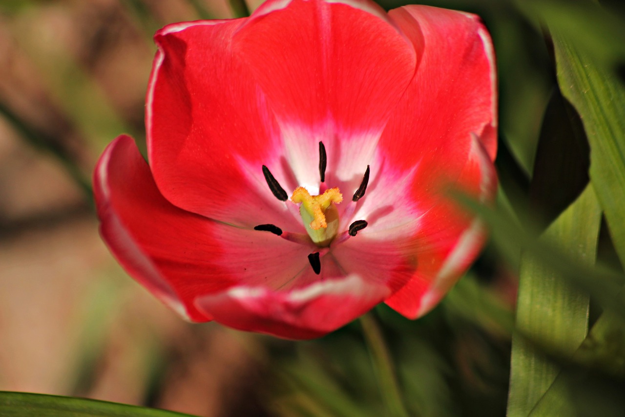 tulip  red  color free photo