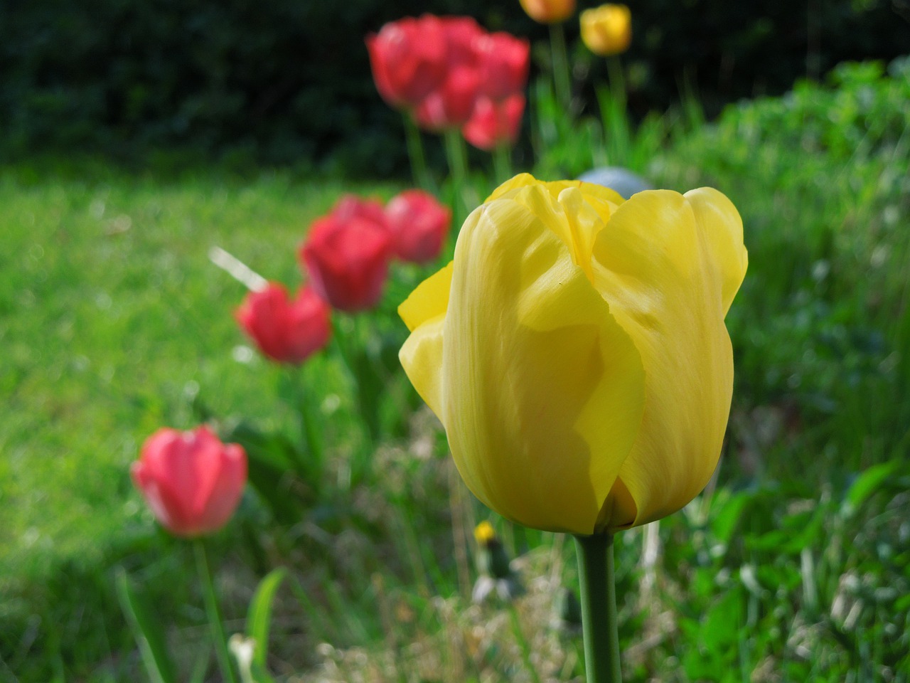 tulip  flower  tulips free photo