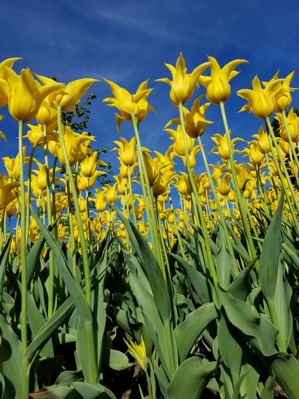 tulip  tulips  yellow free photo