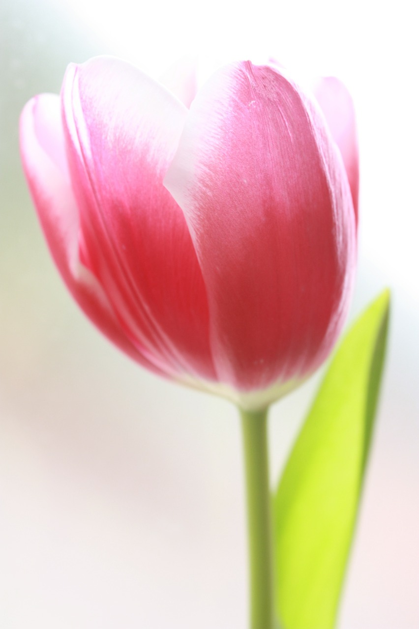 tulip flower rosa free photo