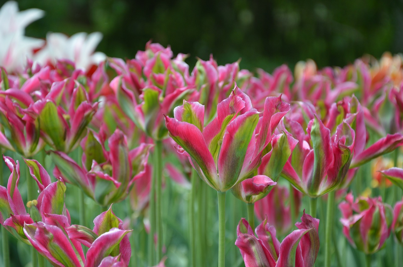 tulip  flowers  tulips free photo