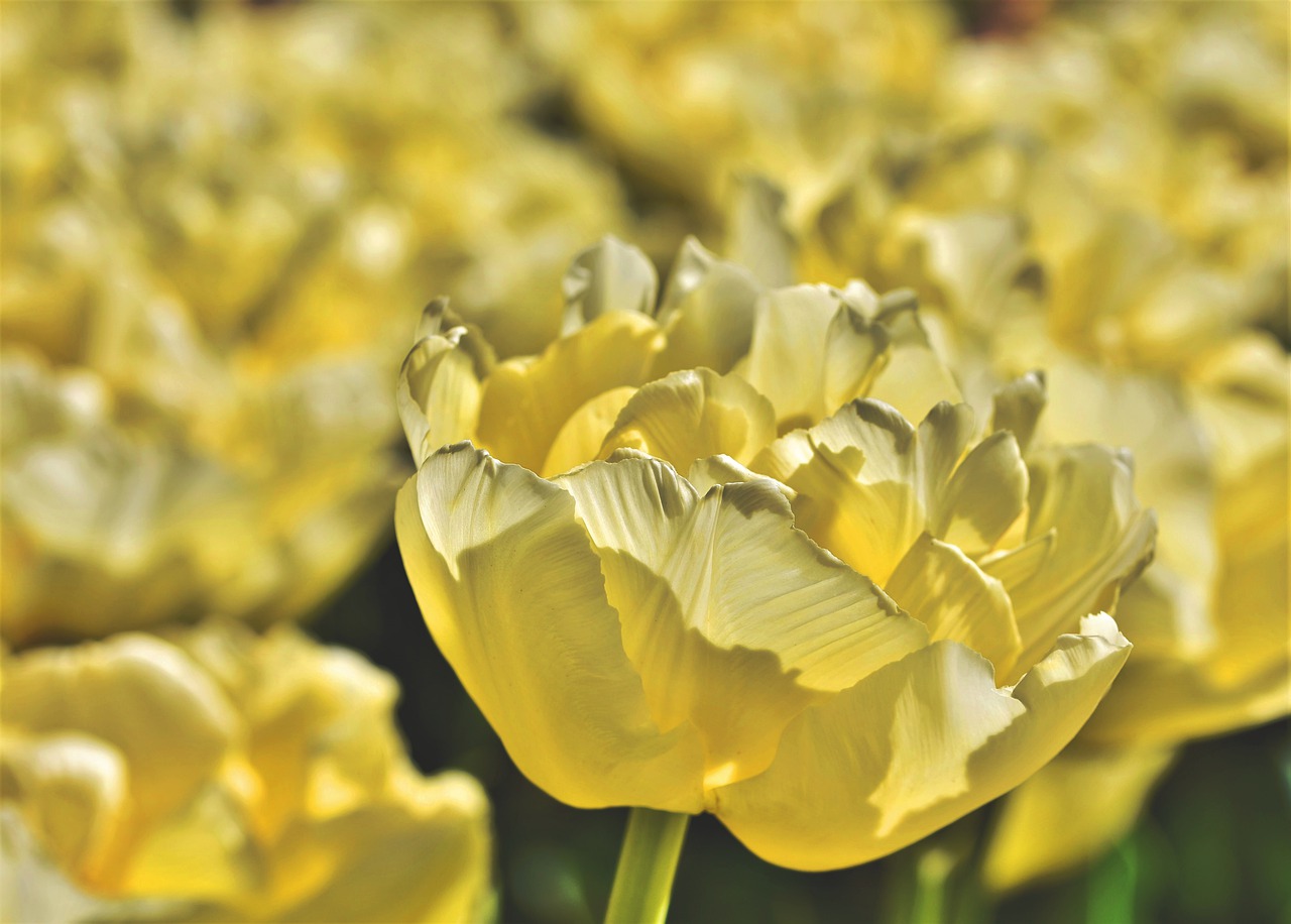 tulip  tulip field  blossom free photo