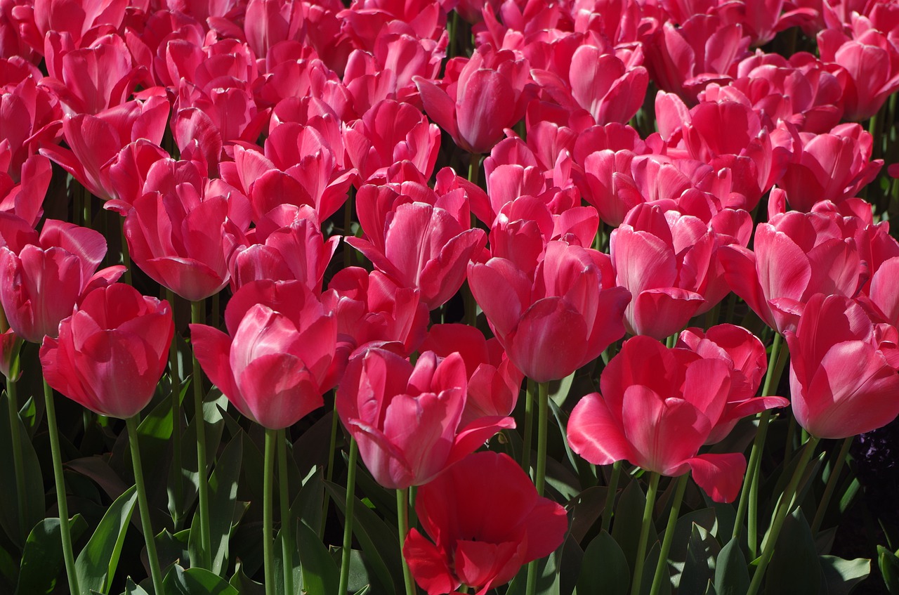 tulip  pink flower  flowers free photo