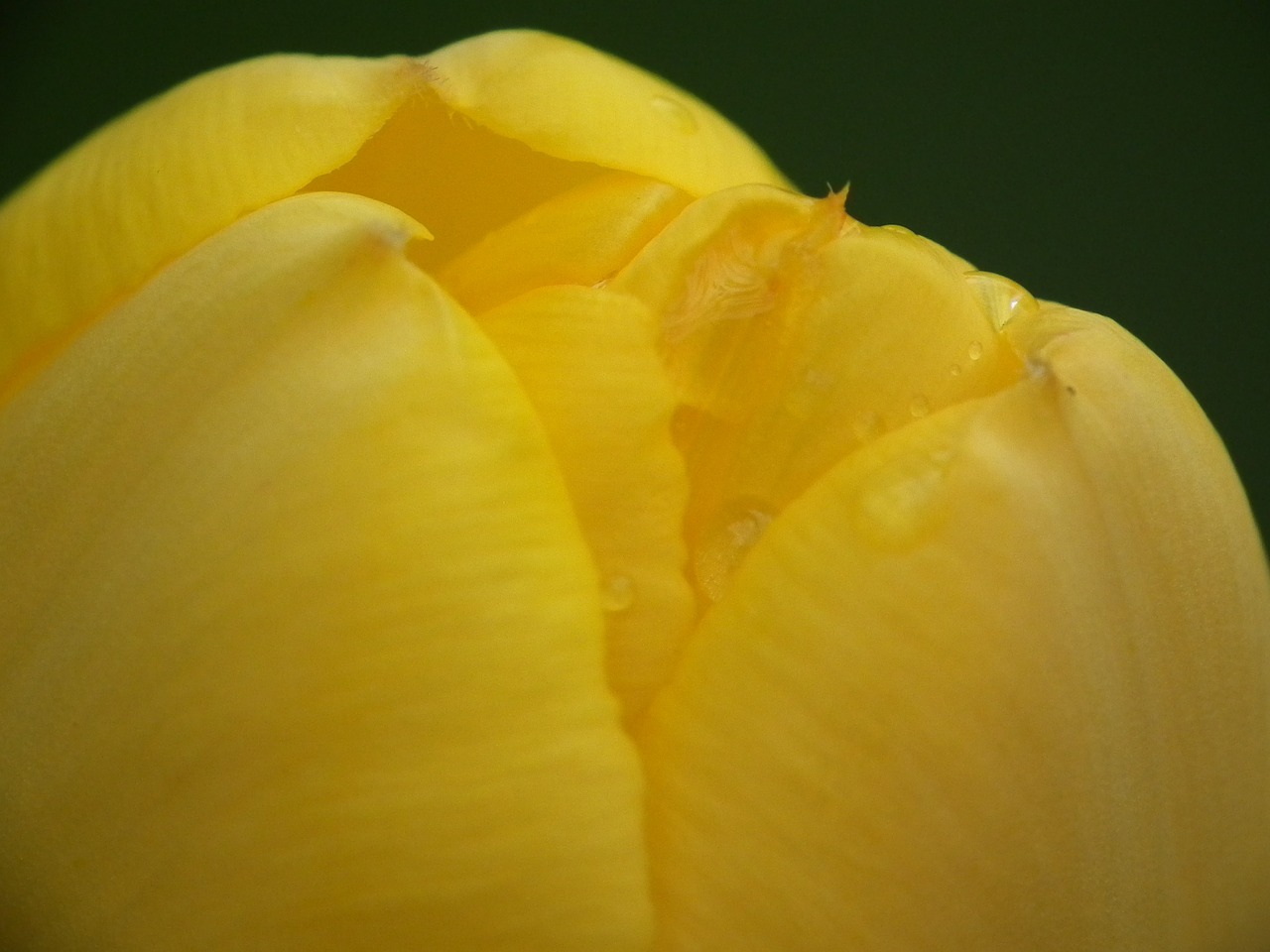 tulip yellow flora free photo