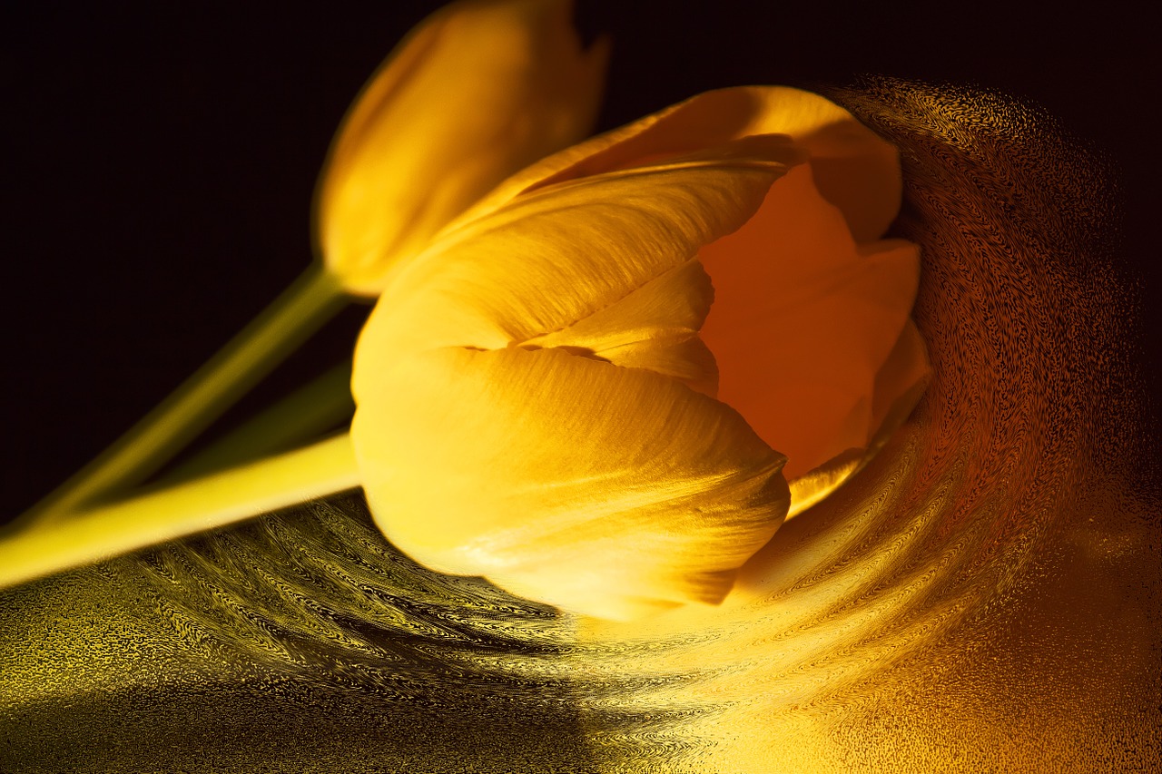 tulip yellow flowers free photo