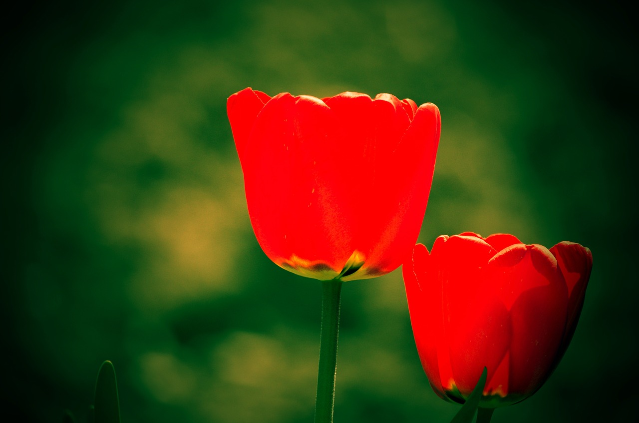 tulip garden spring free photo