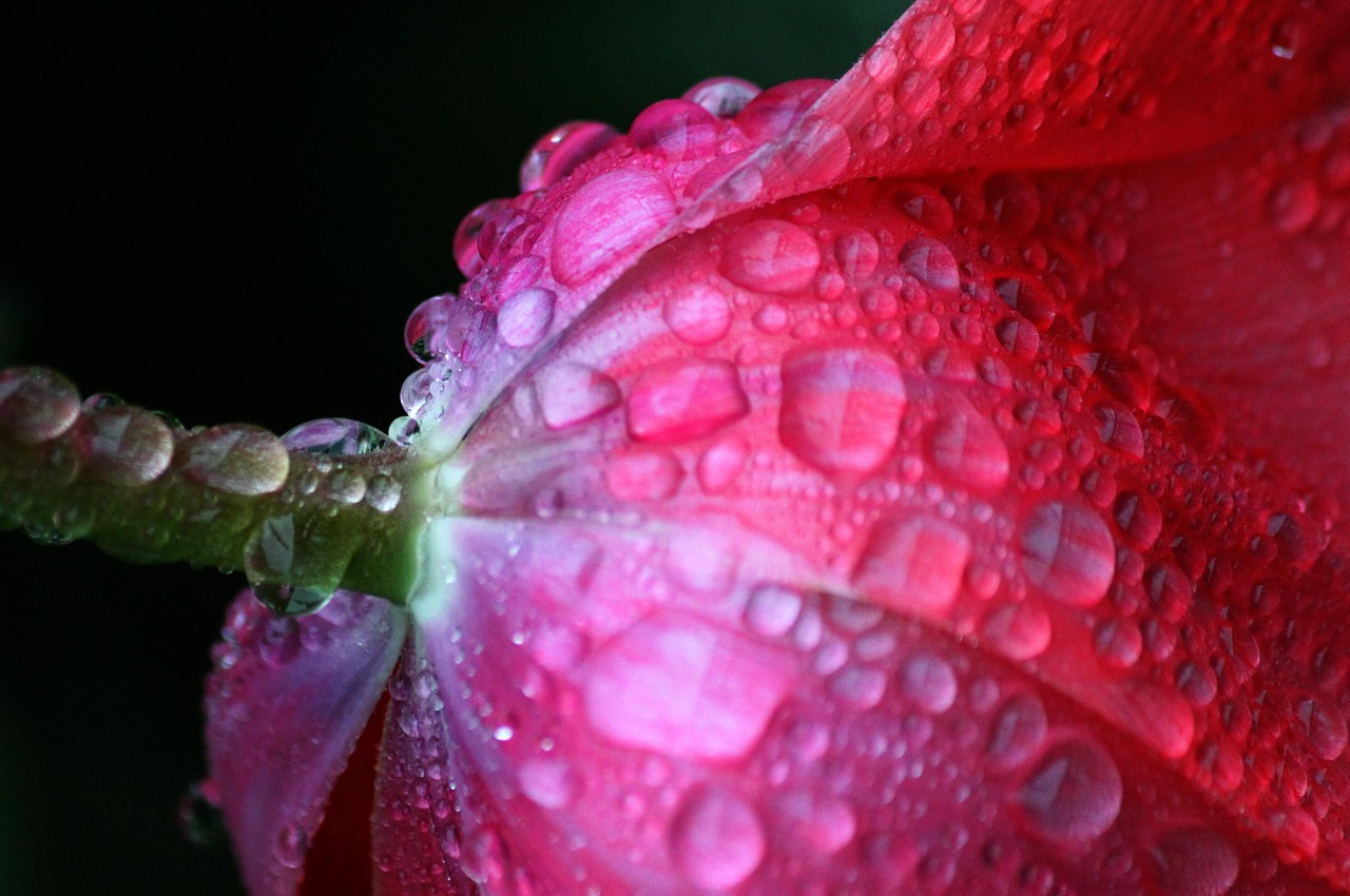 tulip tulip leaf blossom free photo