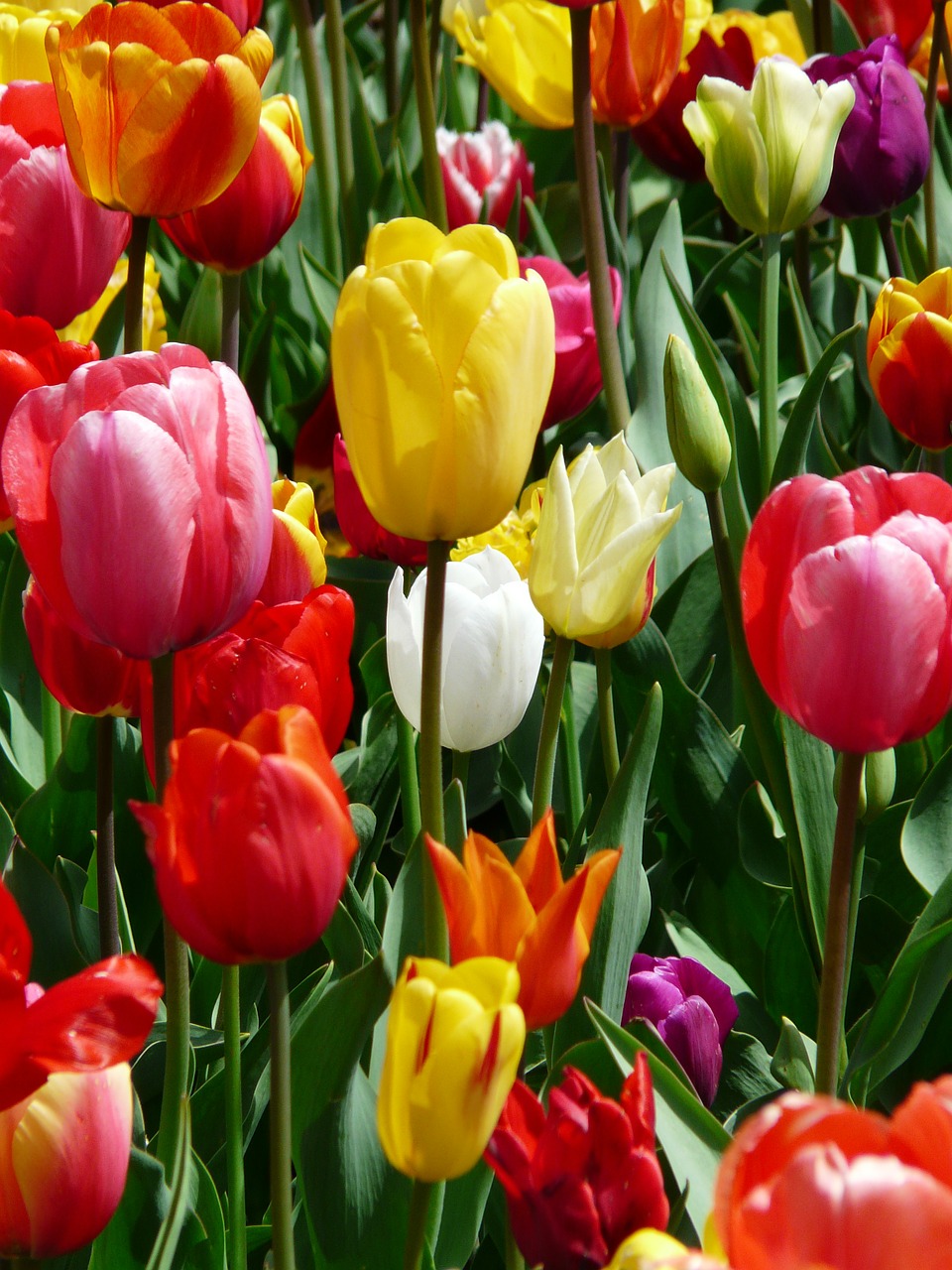 tulip yellow yellow tumor free photo