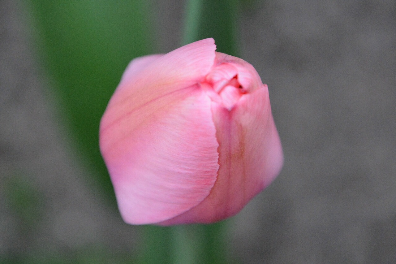 tulip pink flower buds free photo