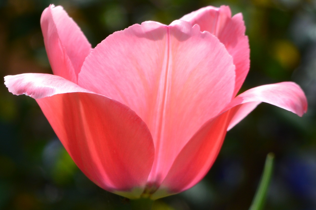 tulip pink open free photo