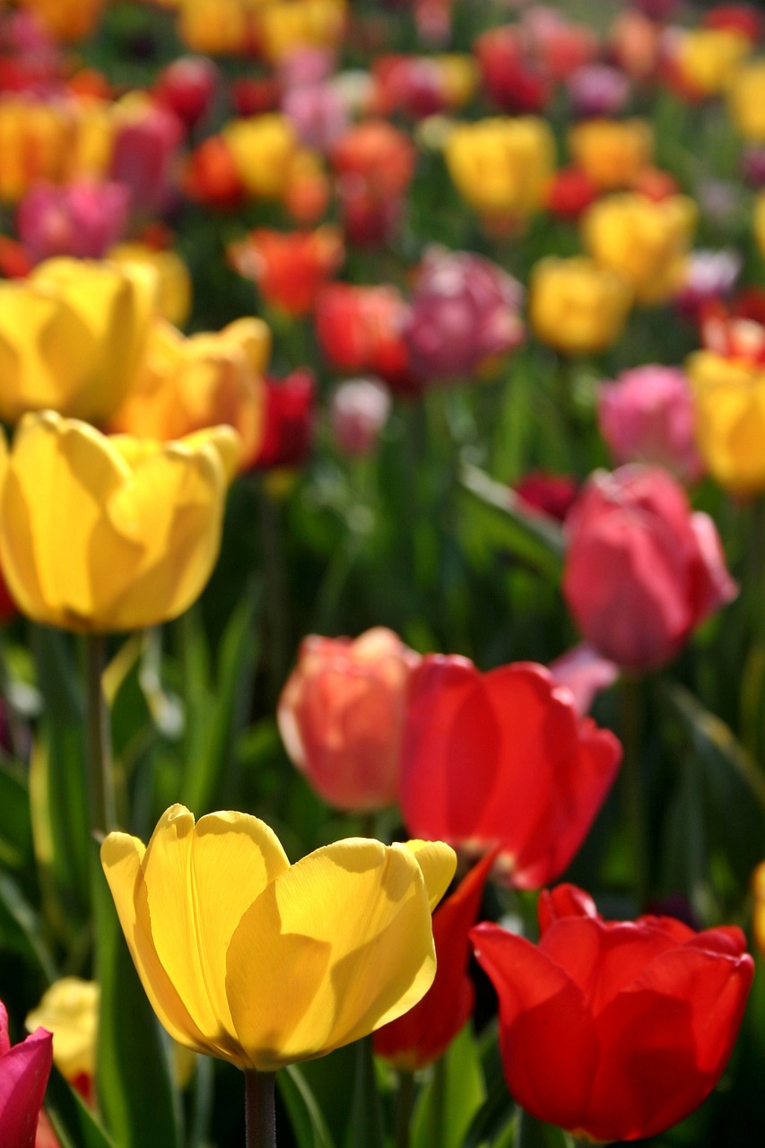 tulip flower plant free photo