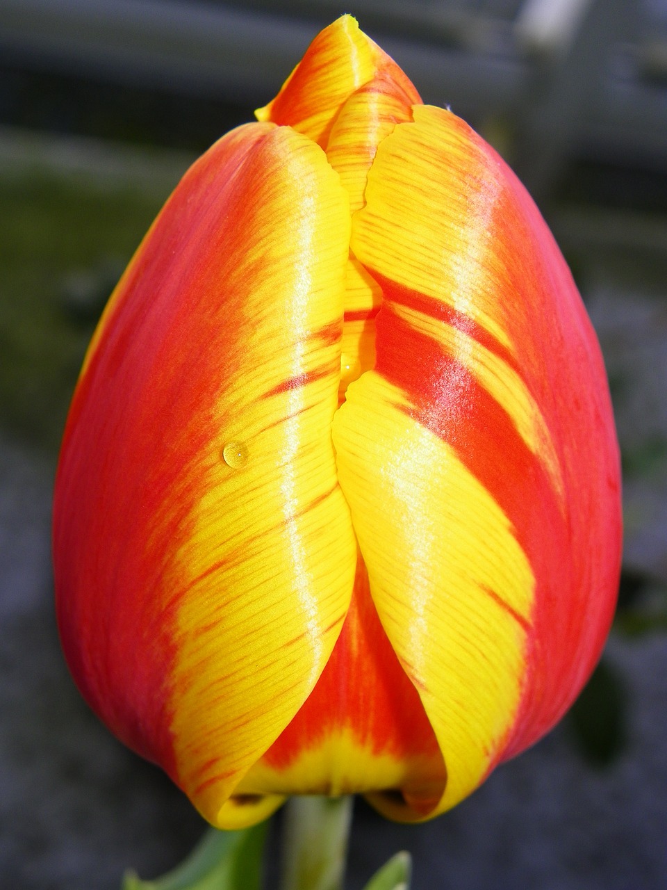 tulip red tulip floral free photo