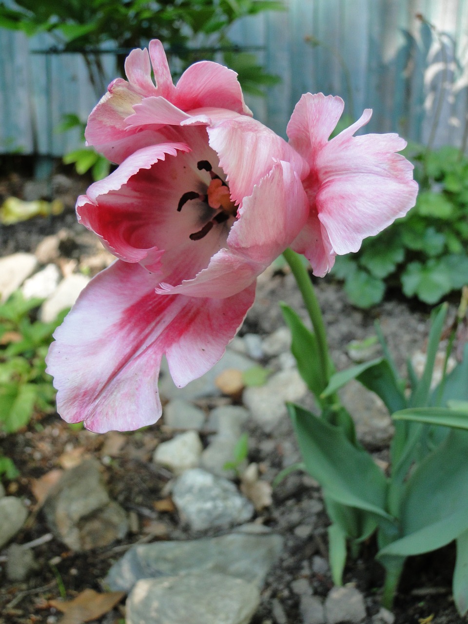 tulip flower spring free photo