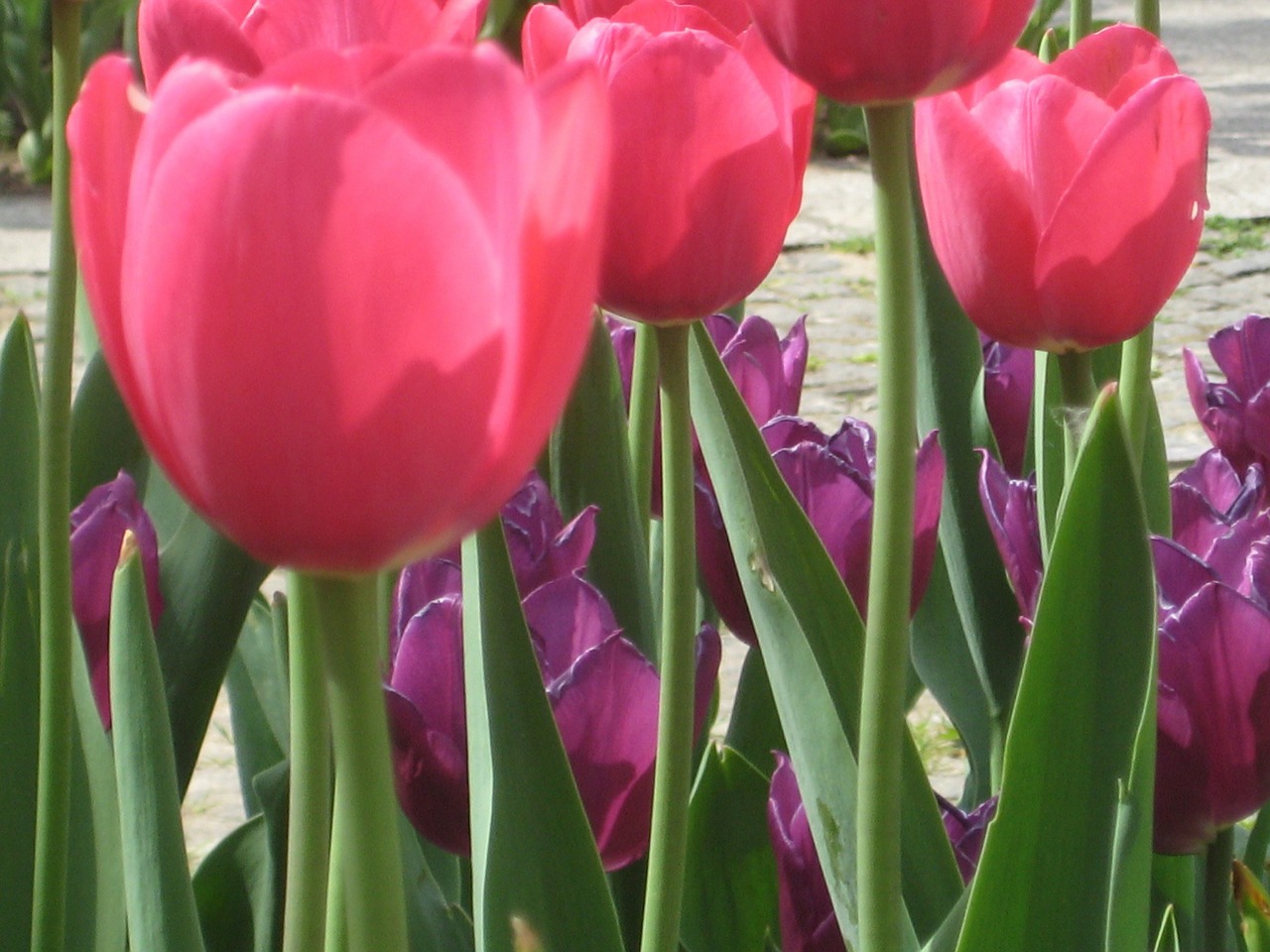 tulip flower spring free photo