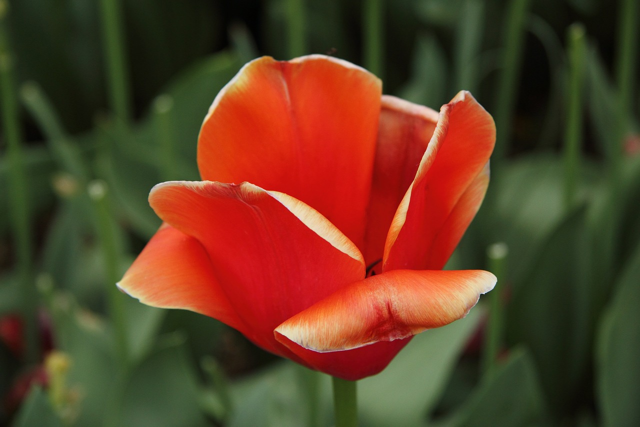 tulip red flower free photo