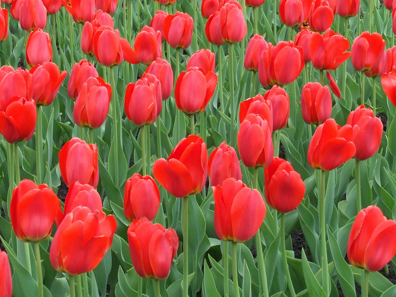 tulip red flower free photo