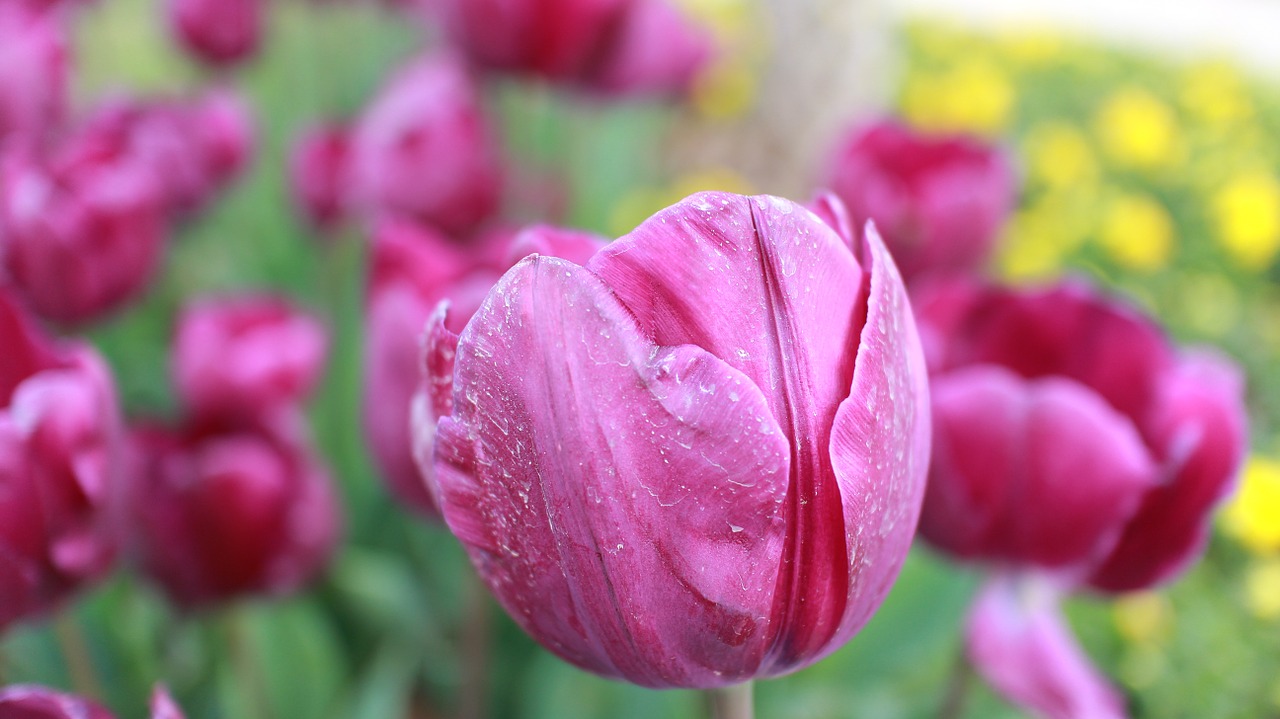 tulip flower pink free photo