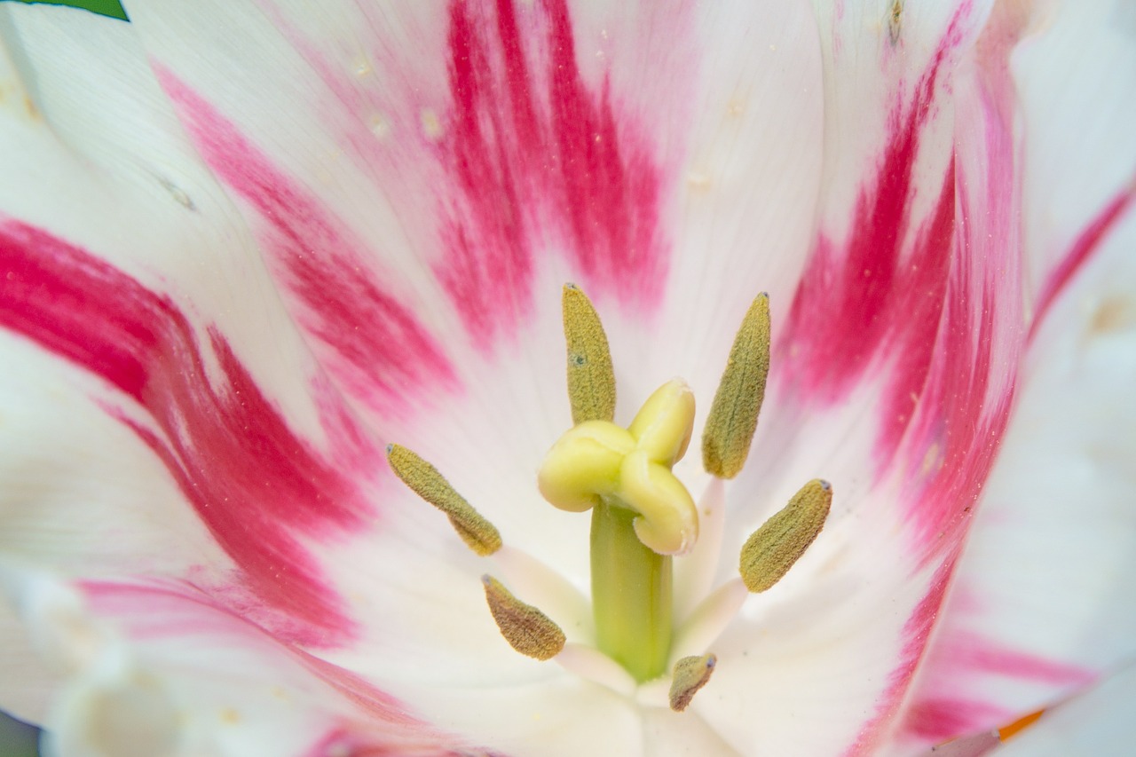 tulip blossom bloom free photo